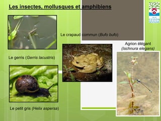 Les insectes, mollusques et amphibiens
Le gerris (Gerris lacustris)
Agrion élégant
(Ischnura elegans)
Le petit gris (Helix aspersa)
Le crapaud commun (Bufo bufo)
 