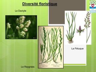 Diversité floristique
Le Dactyle
La Fétuque
Le Raygrass
 