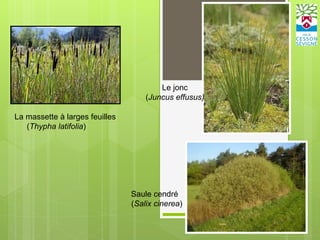 La massette à larges feuilles
(Thypha latifolia)
Le jonc
(Juncus effusus)
Saule cendré
(Salix cinerea)
 