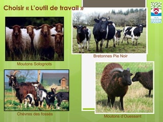 Bretonnes Pie Noir
Moutons d’Ouessant
Chèvres des fossés
Moutons Solognots
Choisir « L’outil de travail »
 