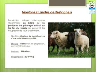 Population relique, découverte
récemment en Brière où les
pratiques de pâturage estival sur
les îles du marais ont préservé les
troupeaux de tout croisement.
- Qualités : Moutons de format moyen
d’une rusticité remarquable.
- Effectifs : faibles mais en progression,
environ 950 animaux.
- Hauteurs : 54 à 62cm.
- Poids moyens : 30 à 40kg.
Moutons « Landes de Bretagne »
 