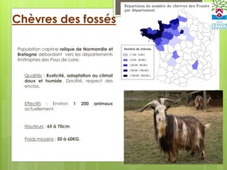 Chèvres des fossés
Population caprine relique de Normandie et
Bretagne débordant vers les départements
limitrophes des Pays de Loire.
- Qualités : Rusticité, adaptation au climat
doux et humide. Docilité, respect des
enclos.
- Effectifs : Environ 1 200 animaux
actuellement.
- Hauteurs : 65 à 70cm.
- Poids moyens : 50 à 60KG.
 