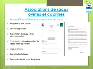 Associations de races
ovines et caprines
 Acquisitions plus faciles
 Cheptel répertorié
 Exploitation des supports de
communication
 Participation à la préservation de
races à faibles effectifs
 Infos sanitaires
 Journées techniques
 Conventions pour prêts d’animaux
Facultatif: Adhésions aux associations de races
 