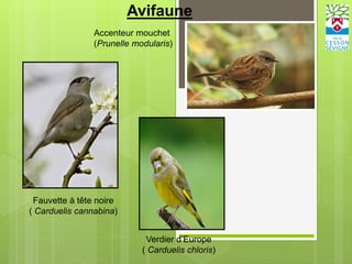 Avifaune
Fauvette à tête noire
( Carduelis cannabina)
Verdier d’Europe
( Carduelis chloris)
Accenteur mouchet
(Prunelle modularis)
 