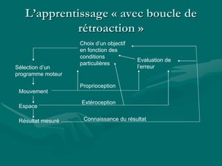 L’apprentissage « avec boucle de
rétroaction »
Choix d’un objectif
en fonction des
conditions
particulières
Sélection d’un
programme moteur
Mouvement
Espace
Résultat mesuré
Evaluation de
l’erreur
Proprioception
Extéroception
Connaissance du résultat
 