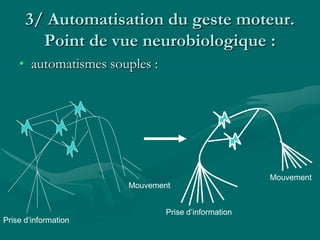 3/ Automatisation du geste moteur.
Point de vue neurobiologique :
• automatismes souples :
Prise d’information
Mouvement
Prise d’information
Mouvement
 