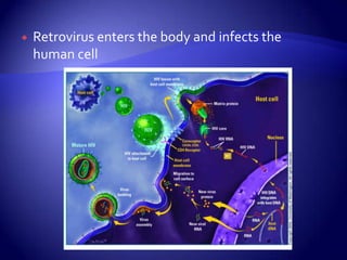 Retrovirus enters the body and infects the human cell