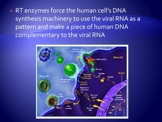 RT enzymes force the human cell’s DNA synthesis machinery to use the viral RNA as a pattern and make a piece of human DNA complementary to the viral RNA