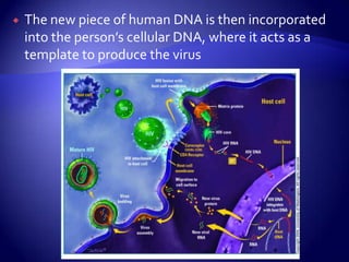 The new piece of human DNA is then incorporated into the person’s cellular DNA, where it acts as a template to produce the virus