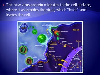 The new virus protein migrates to the cell surface, where it assembles the virus, which “buds’  and leaves the cell.