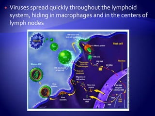 Viruses spread quickly throughout the lymphoid system, hiding in macrophages and in the centers of lymph nodes