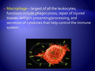 Macrophage – largest of all the leukocytes; functions include phagocytosis, repair of injured tissues, antigen presenting/processing, and secretion of cytokines that help control the immune system