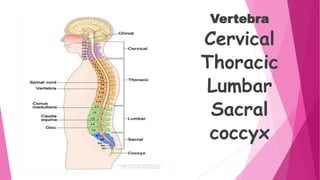 Vertebra
Cervical
Thoracic
Lumbar
Sacral
coccyx
 
