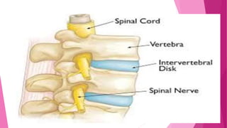 Intervertebral disc
 