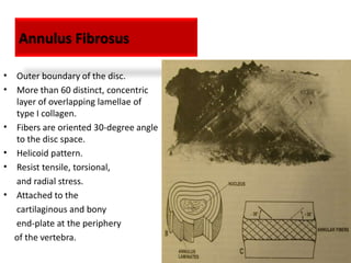 Annulus Fibrosus

• Outer boundary of the disc.
• More than 60 distinct, concentric
  layer of overlapping lamellae of
  type I collagen.
• Fibers are oriented 30-degree angle
  to the disc space.
• Helicoid pattern.
• Resist tensile, torsional,
  and radial stress.
• Attached to the
  cartilaginous and bony
  end-plate at the periphery
  of the vertebra.
 