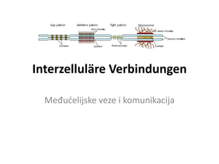 Interzelluläre Verbindungen
Međućelijske veze i komunikacija
 