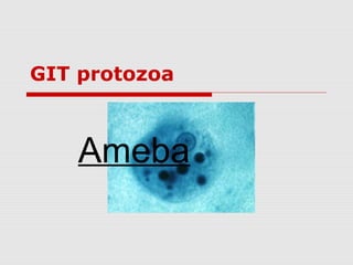 GIT protozoa
Ameba
 