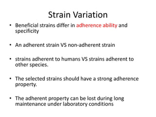Strain Variation
• Beneficial strains differ in adherence ability and
specificity
• An adherent strain VS non-adherent strain
• strains adherent to humans VS strains adherent to
other species.
• The selected strains should have a strong adherence
property.
• The adherent property can be lost during long
maintenance under laboratory conditions
 