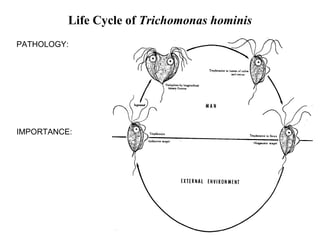 Trichomonas hominis