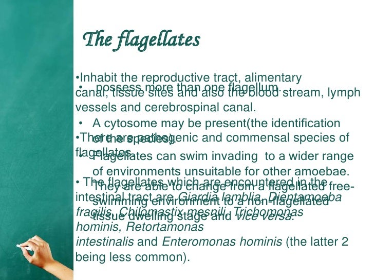 intestinal flagellates flagellates