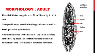 Heterophyidae Comprehensive Overview of Intestinal Trematodes: Fasciolopsis buski ...
