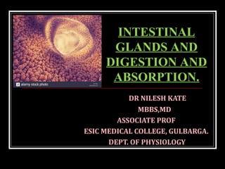 DR NILESH KATE
MBBS,MD
ASSOCIATE PROF
ESIC MEDICAL COLLEGE, GULBARGA.
DEPT. OF PHYSIOLOGY
INTESTINAL
GLANDS AND
DIGESTION AND
ABSORPTION.
 
