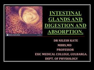 DR NILESH KATE
MBBS,MD
PROFESSOR
ESIC MEDICAL COLLEGE, GULBARGA.
DEPT. OF PHYSIOLOGY
INTESTINAL
GLANDS AND
DIGESTION AND
ABSORPTION.
 