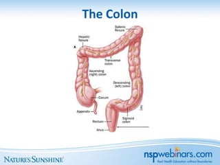 The Colon
 