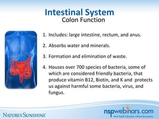 Intestinal System
         Colon Function

1. Includes: large intestine, rectum, and anus.

2. Absorbs water and minerals.

3. Formation and elimination of waste.

4. Houses over 700 species of bacteria, some of
   which are considered friendly bacteria, that
   produce vitamin B12, Biotin, and K and protects
   us against harmful some bacteria, virus, and
   fungus.
 