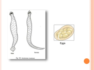 Eggs
 