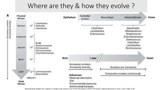 Where are they & how they evolve ?
Baohong Wang, Mingfei Yao, Longxian Lv, Zongxin Ling, Lanjuan Li,The Human Microbiota in Health and Disease, Engineering,Volume 3, Issue 1, 2017, Pages 71-82.
 