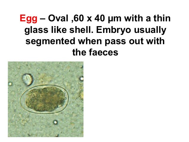 are nematodes segmented