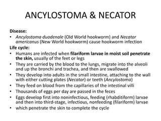 ANCYLOSTOMA & NECATOR
Disease:
• Ancylostoma duodenale (Old World hookworm) and Necator
americanus (New World hookworm) cause hookworm infection
Life cycle:
• Humans are infected when filariform larvae in moist soil penetrate
the skin, usually of the feet or legs
• They are carried by the blood to the lungs, migrate into the alveoli
and up the bronchi and trachea, and then are swallowed
• They develop into adults in the small intestine, attaching to the wall
with either cutting plates (Necator) or teeth (Ancylostoma)
• They feed on blood from the capillaries of the intestinal villi
• Thousands of eggs per day are passed in the feces
• Eggs develop first into noninfectious, feeding (rhabditiform) larvae
and then into third-stage, infectious, nonfeeding (filariform) larvae
• which penetrate the skin to complete the cycle
 