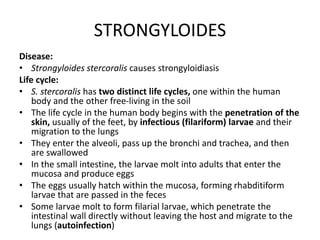 STRONGYLOIDES
Disease:
• Strongyloides stercoralis causes strongyloidiasis
Life cycle:
• S. stercoralis has two distinct life cycles, one within the human
body and the other free-living in the soil
• The life cycle in the human body begins with the penetration of the
skin, usually of the feet, by infectious (filariform) larvae and their
migration to the lungs
• They enter the alveoli, pass up the bronchi and trachea, and then
are swallowed
• In the small intestine, the larvae molt into adults that enter the
mucosa and produce eggs
• The eggs usually hatch within the mucosa, forming rhabditiform
larvae that are passed in the feces
• Some larvae molt to form filarial larvae, which penetrate the
intestinal wall directly without leaving the host and migrate to the
lungs (autoinfection)
 