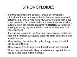 STRONGYLOIDES
• In immunocompetent patients, this is an infrequent,
clinically unimportant event, but in immunocompromised
patients, e.g., those who have AIDS or are taking high-dose
corticosteroids, or patients who are severely malnourished,
autoinfection can lead to massive reinfection, with larvae
passing to many organs and with severe, sometimes fatal
consequences
• If larvae are passed in the feces and enter warm, moist soil,
they molt through successive stages to form adult male and
female worms
• After mating, the entire life cycle of egg, larva, and adult
can occur in the soil
• After several free-living cycles, filarial larvae are formed
• When they contact skin, they penetrate and again initiate
the parasitic cycle within humans
 