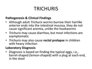 TRICHURIS
Pathogenesis & Clinical Findings
• Although adult Trichuris worms burrow their hairlike
anterior ends into the intestinal mucosa, they do not
cause significant anemia, unlike the hookworms
• Trichuris may cause diarrhea, but most infections are
asymptomatic
• Trichuris may also cause rectal prolapse in children
with heavy infection
Laboratory Diagnosis
• Diagnosis is based on finding the typical eggs, i.e.,
barrel-shaped (lemon-shaped) with a plug at each end,
in the stool
 