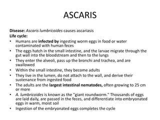 ASCARIS
Disease: Ascaris lumbricoides causes ascariasis
Life cycle:
• Humans are infected by ingesting worm eggs in food or water
contaminated with human feces
• The eggs hatch in the small intestine, and the larvae migrate through the
gut wall into the bloodstream and then to the lungs
• They enter the alveoli, pass up the bronchi and trachea, and are
swallowed
• Within the small intestine, they become adults
• They live in the lumen, do not attach to the wall, and derive their
sustenance from ingested food
• The adults are the largest intestinal nematodes, often growing to 25 cm
or more
• A. lumbricoides is known as the "giant roundworm." Thousands of eggs
are laid daily, are passed in the feces, and differentiate into embryonated
eggs in warm, moist soil
• Ingestion of the embryonated eggs completes the cycle
 