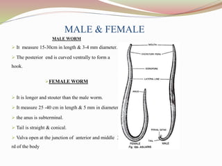 MALE & FEMALE
MALE WORM
 It measure 15-30cm in length & 3-4 mm diameter.
 The posterior end is curved ventrally to form a
hook.
FEMALE WORM
 It is longer and stouter than the male worm.
 It measure 25 -40 cm in length & 5 mm in diameter.
 the anus is subterminal.
 Tail is straight & conical.
 Valva open at the junction of anterior and middle 3
rd of the body
 
