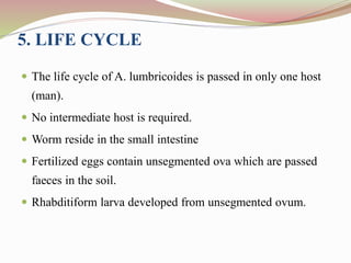 5. LIFE CYCLE
 The life cycle of A. lumbricoides is passed in only one host
(man).
 No intermediate host is required.
 Worm reside in the small intestine
 Fertilized eggs contain unsegmented ova which are passed
faeces in the soil.
 Rhabditiform larva developed from unsegmented ovum.
 