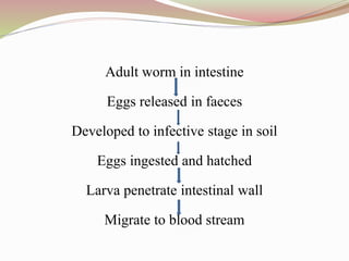 Adult worm in intestine
Eggs released in faeces
Developed to infective stage in soil
Eggs ingested and hatched
Larva penetrate intestinal wall
Migrate to blood stream
 