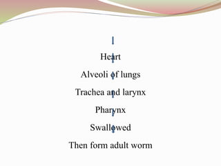 Heart
Alveoli of lungs
Trachea and larynx
Pharynx
Swallowed
Then form adult worm
 