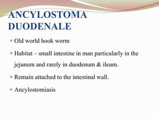 ANCYLOSTOMA
DUODENALE
 Old world hook worm
 Habitat – small intestine in man particularly in the
jejunum and rarely in duodenum & ileum.
 Remain attached to the intestinal wall.
 Ancylostomiasis
 