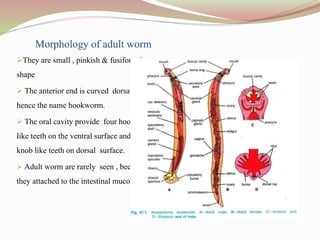 Morphology of adult worm
They are small , pinkish & fusiform in
shape
 The anterior end is curved dorsally ,
hence the name hookworm.
 The oral cavity provide four hook
like teeth on the ventral surface and two
knob like teeth on dorsal surface.
 Adult worm are rarely seen , because
they attached to the intestinal mucosa.
 