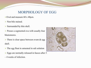 MORPHOLOGY OF EGG
Oval and measure 60 x 40µm.
 Non bile stained.
 Surrounded by thin shell.
 Posses a segmented ova with usually four
blastomeres.
 There is clear space between ovam & egg
shell.
 The egg float in saturated in salt solution
 Eggs are normally released in faeces after 3
– 4 weeks of infection.
 