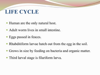 LIFE CYCLE
 Human are the only natural host.
 Adult worm lives in small intestine.
 Eggs passed in feaces.
 Rhabditiform larvae hatch out from the egg in the soil.
 Grows in size by feeding on bacteria and organic matter.
 Third larval stage is filariform larva.
 