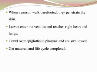  When a person walk barefooted, they penetrate the
skin.
 Larvae enter the venules and reaches right heart and
lungs.
 Crawl over epiglottis to pharynx and are swallowed.
 Get matured and life cycle completed.
 