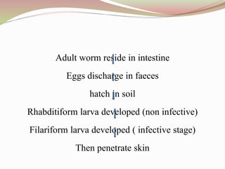 Adult worm reside in intestine
Eggs discharge in faeces
hatch in soil
Rhabditiform larva developed (non infective)
Filariform larva developed ( infective stage)
Then penetrate skin
 