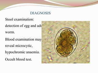 DIAGNOSIS
Stool examination:
detection of egg and adult
worm.
Blood examination may
reveal microcytic,
hypochromic anaemia.
Occult blood test.
 