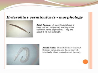 MORPHOLOGY
 