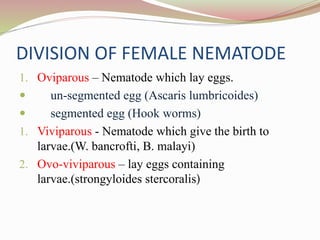 DIVISION OF FEMALE NEMATODE
1. Oviparous – Nematode which lay eggs.
 un-segmented egg (Ascaris lumbricoides)
 segmented egg (Hook worms)
1. Viviparous - Nematode which give the birth to
larvae.(W. bancrofti, B. malayi)
2. Ovo-viviparous – lay eggs containing
larvae.(strongyloides stercoralis)
 